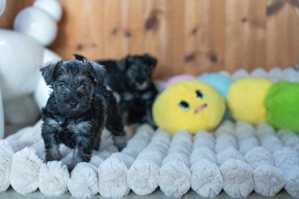 of danebury - Chiots disponibles - Schnauzer miniature