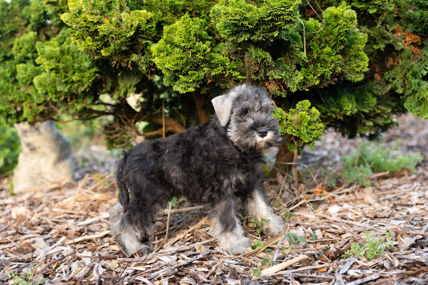 of danebury - Chiots disponibles - Schnauzer miniature