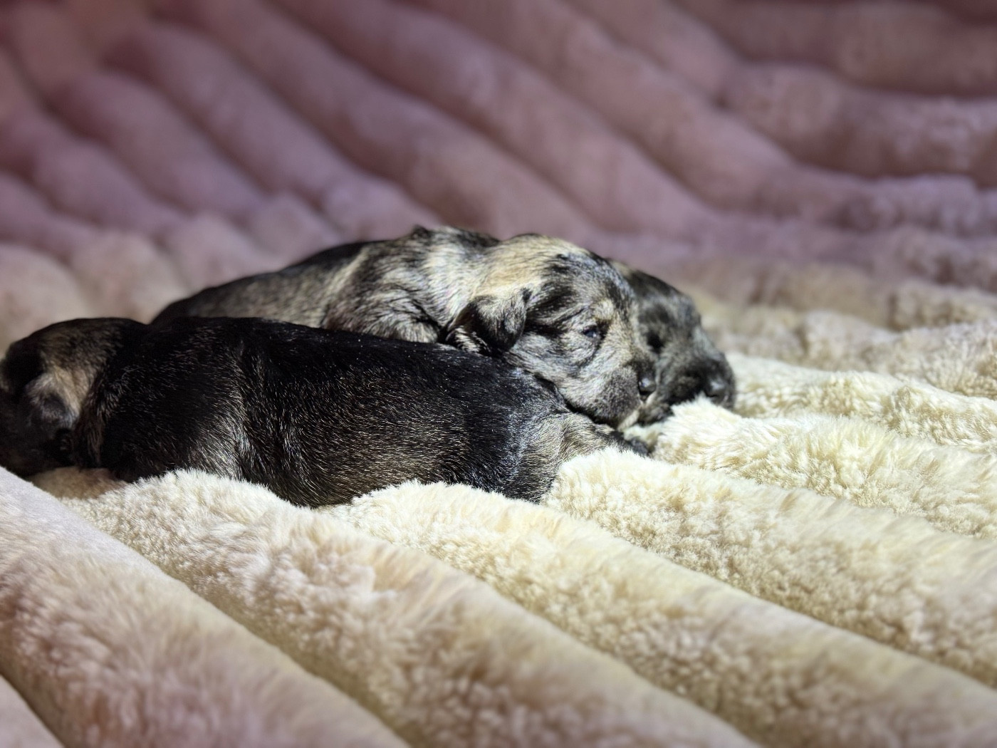 of danebury - Chiots disponibles - Schnauzer miniature