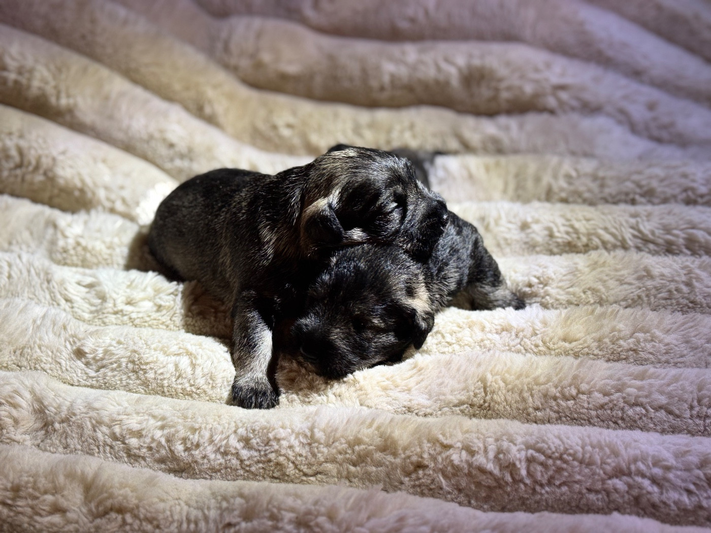 of danebury - Chiots disponibles - Schnauzer miniature