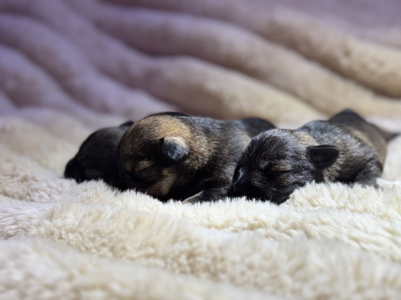 of danebury - Chiots disponibles - Schnauzer miniature