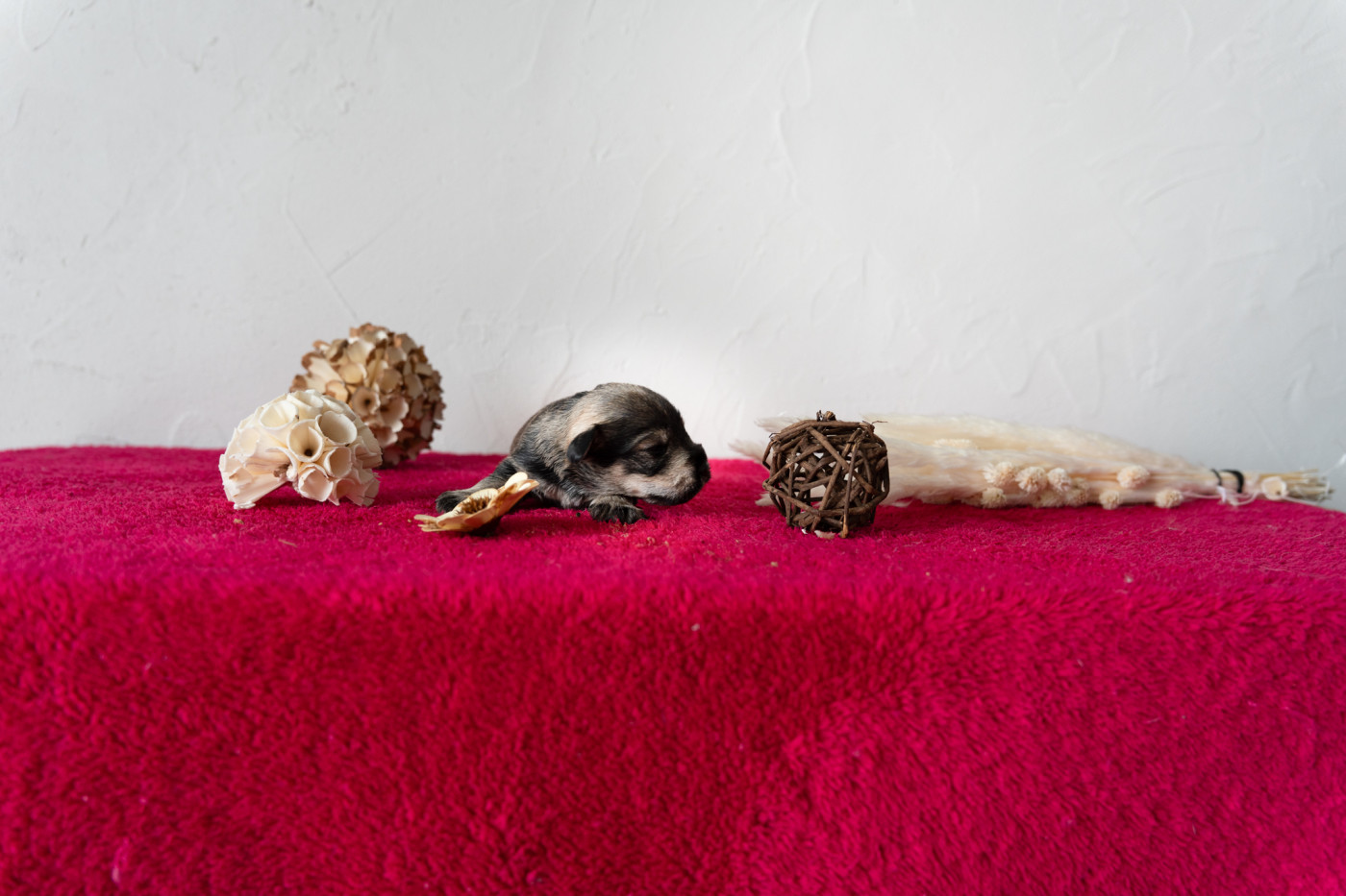 of danebury - Chiots disponibles - Schnauzer miniature
