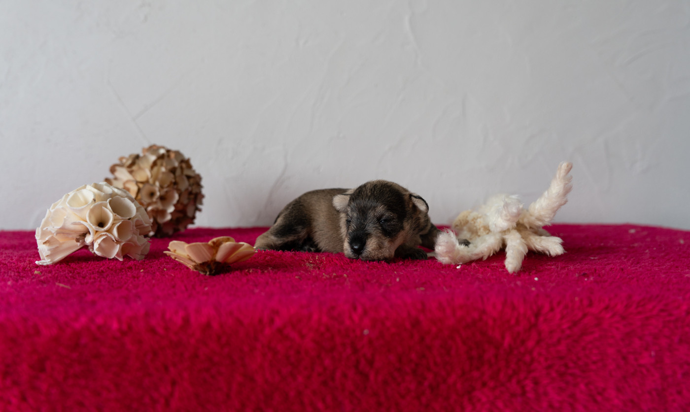 of danebury - Chiots disponibles - Schnauzer miniature